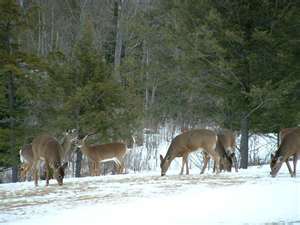 Deer