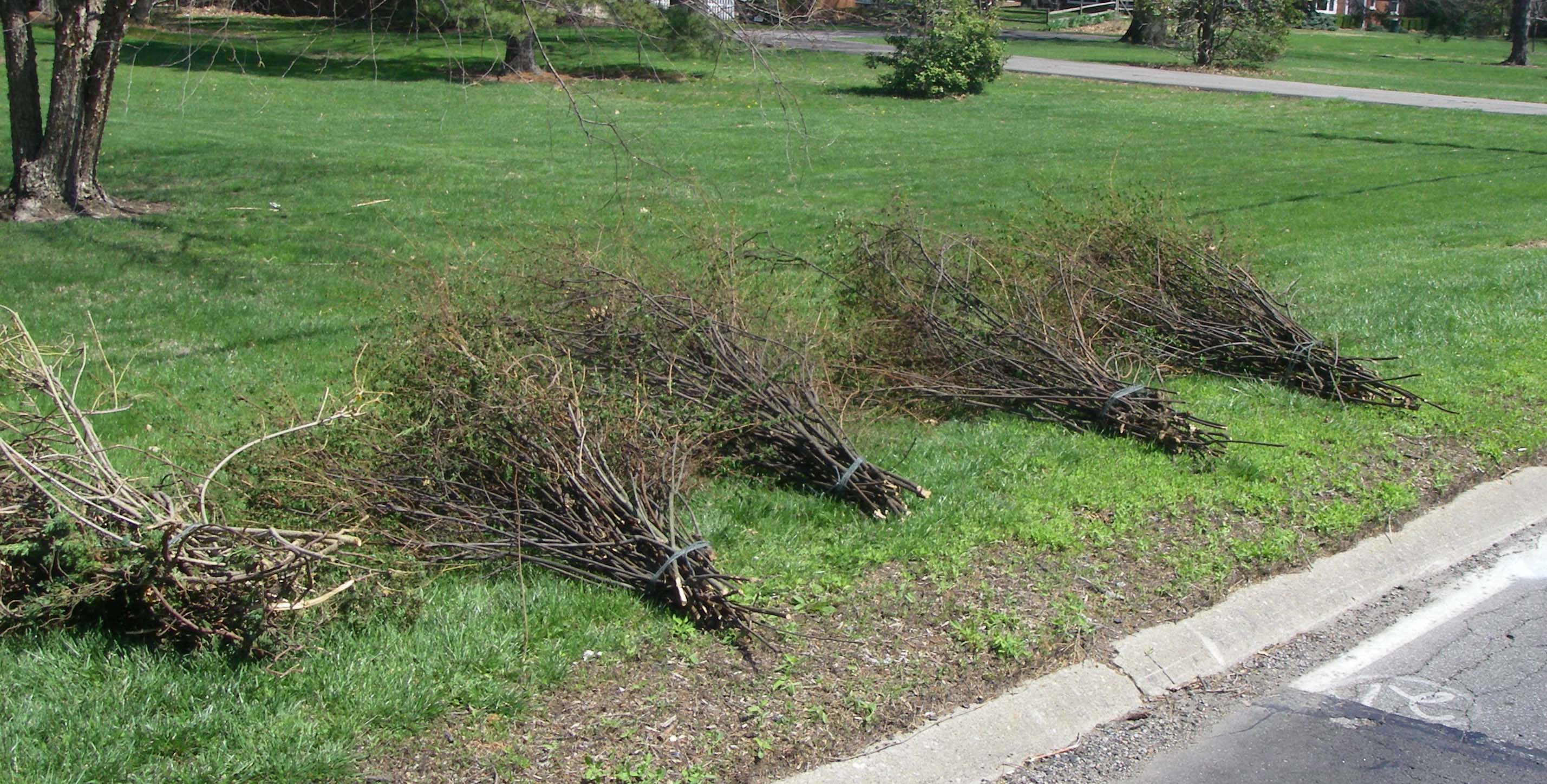 Brush Piles Brush Piles