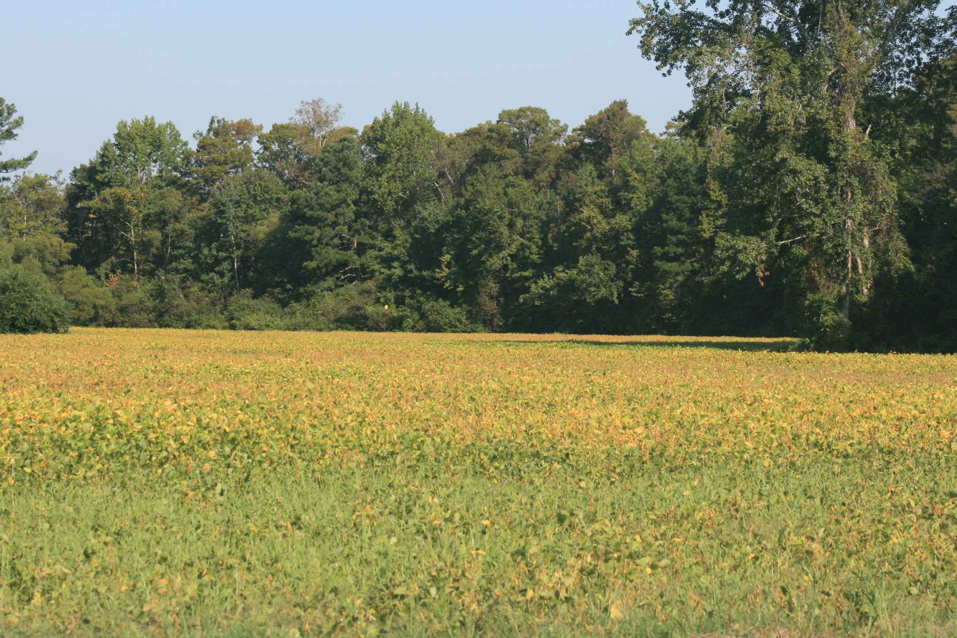 Twiford Tract 2